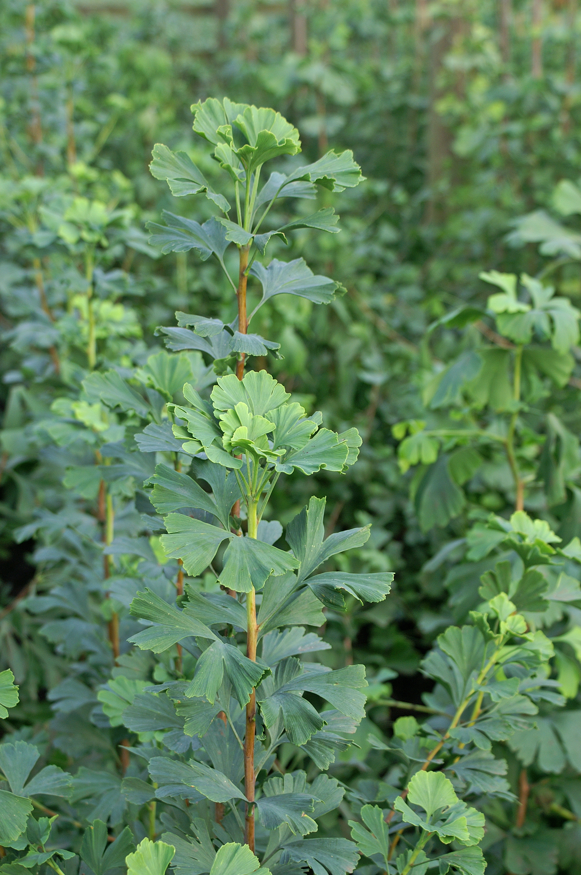Combined/Ginkgo biloba 'Menhir'_1.0.jpg